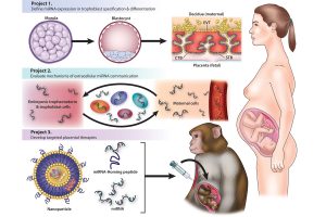 Figure illustrating targeted placental therapies in Rhesus macaques and it’s relation to human studies