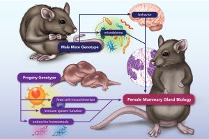 Media Solutions; Illustration; University of Wisconsin; School of Medicine and Public Health; UW-Madison; Science Illustration, Biology, Rat, Mammary gland