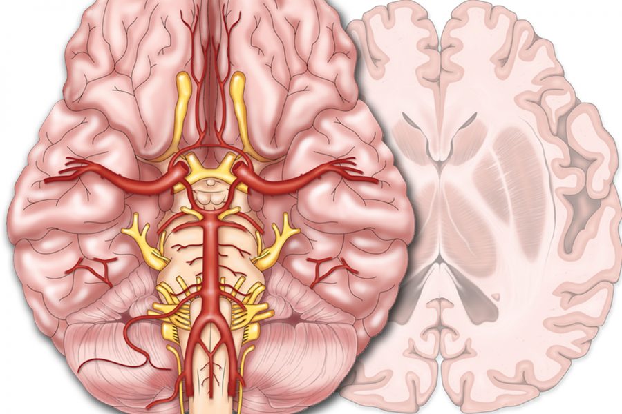Inferior brain and dissected brain anatomy