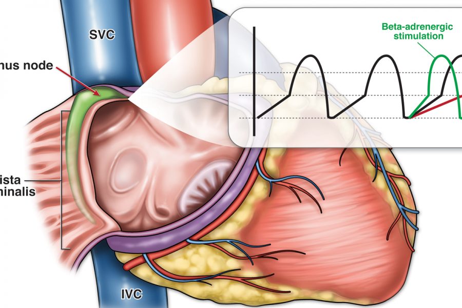 Heart conduction sinus node