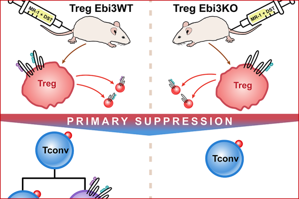 Scientific Illustration, mice, transplant surgery, primary suppression