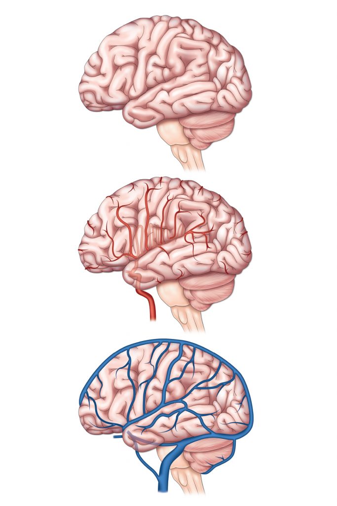 Medical illustration of the brain's surface and vascular anatomy.