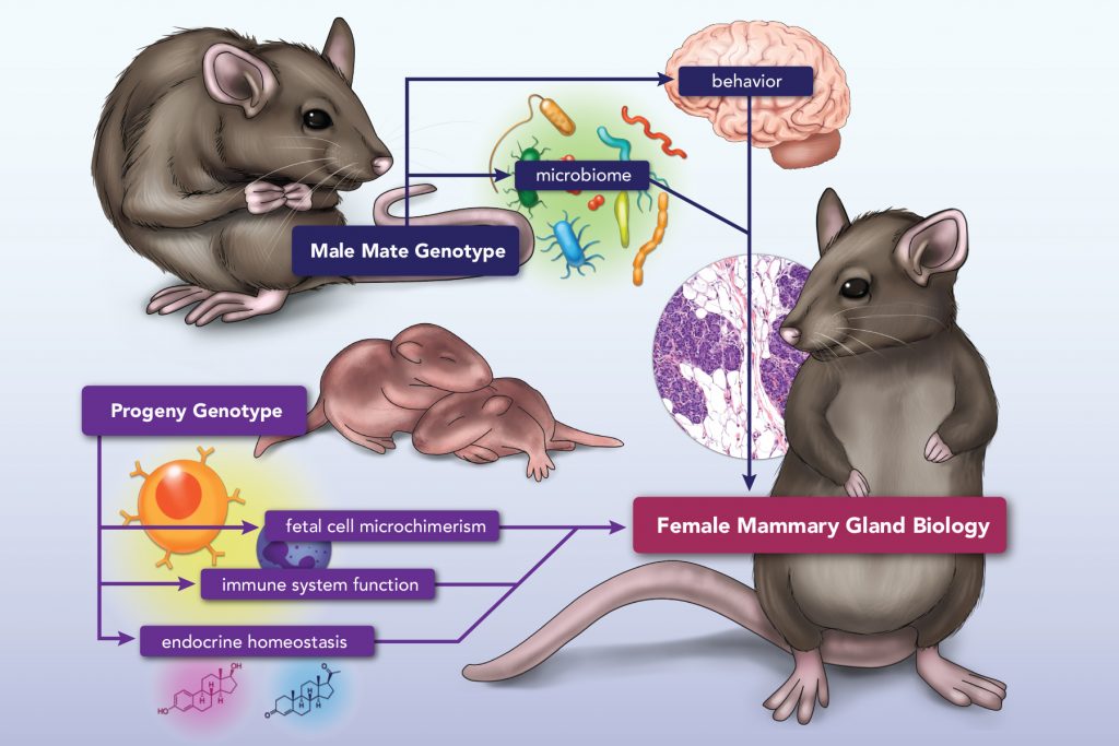 Scientific figure illustrating factors influencing the biology of the female rat's mammary gland.