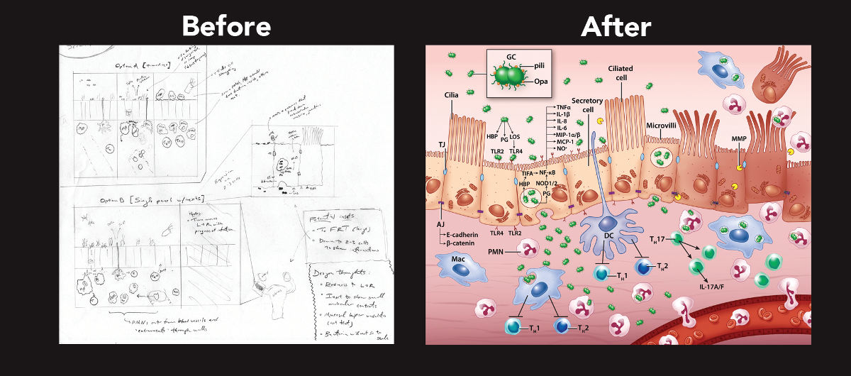 (detail) 'Before and after' image of client sketch (before) and Artist's final rendering (after)