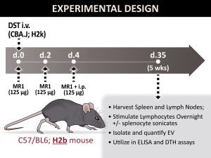 Scientific illustration of black lab mouse, timeline showing treatment at specific days. Title 'Experimental design'