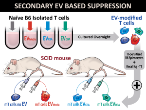 illustration shows white lab mice being injected with different media. Each media in different color. Title: secondary EV based suppression