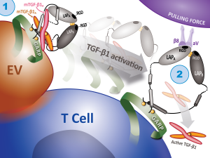 illustration shows brightly colored cells and EVs all labelled and interacting with each other. One of the main processes shows TGF-B1 activation