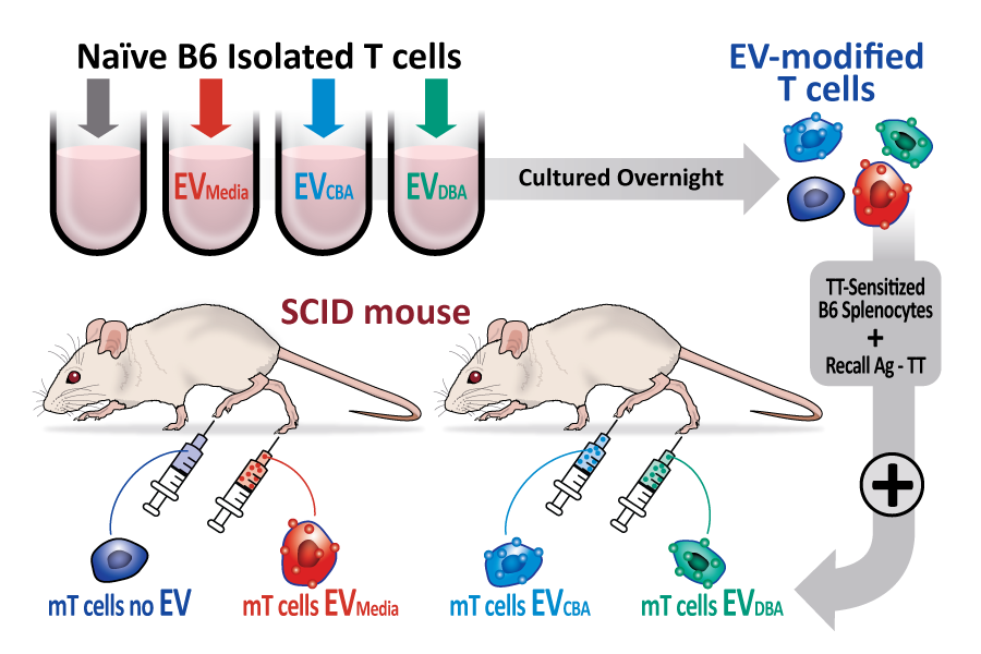 illustration shows white lab mice being injected with different media. Each media in different color. Title: secondary EV based suppression