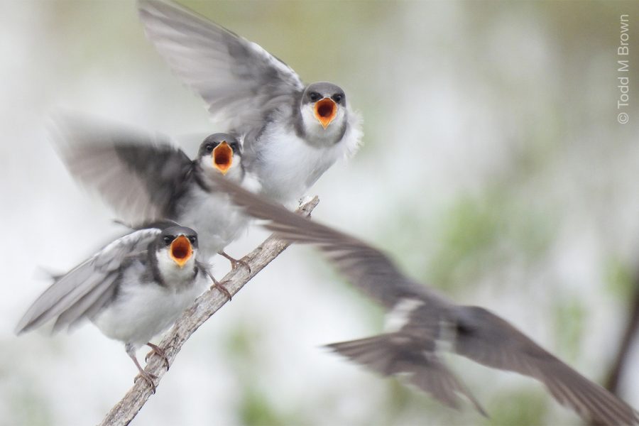 Feature image for photographer Todd Brown's blog post about photographing birds, this photo shows 4 grey and white birds perched and flying with orange mouths open and facing the viewer