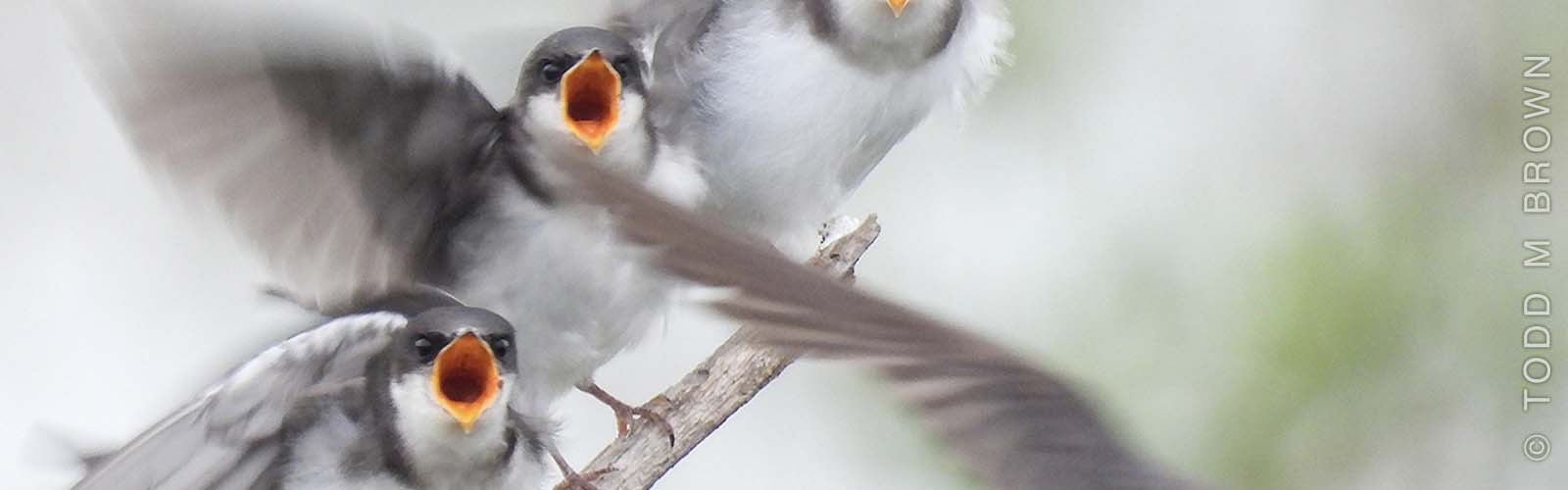 close up of flying grey and white birds with wide open orange mouths